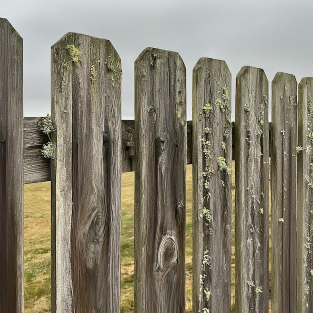 a wooden fence with a plant growing on it and a green plant on the top