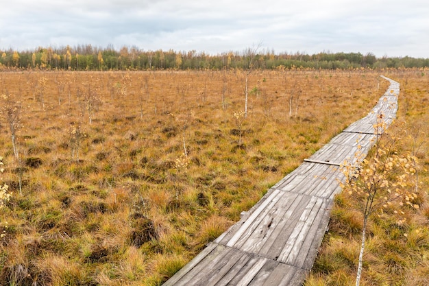 Wooden Flooring in Wild Swamp. Yelnya National Park, Belarus