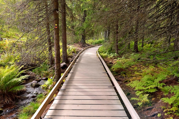 Wooden footpath crossing a forest in a sweden national parkx9