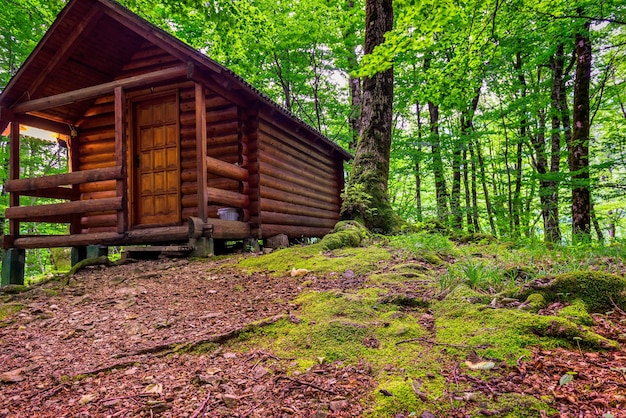 Wooden forest house