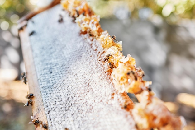 Wooden frame bees or honeycomb texture on agriculture farm countryside environment or sustainability nature in healthy food industry Zoom texture or insects and wax product or organic sweet syrup