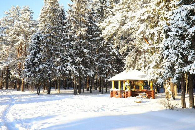 Wooden gazebo in the forest in winter sunny day