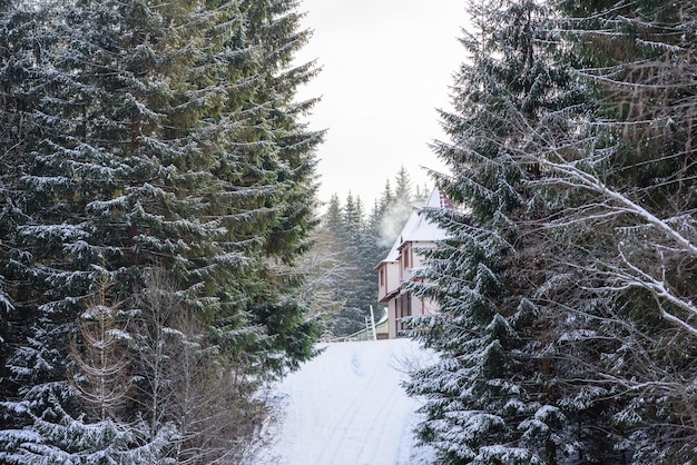 Wooden house in a beautiful winter green coniferous forest on the slopes of the mountains Outdoor recreation in the winter season