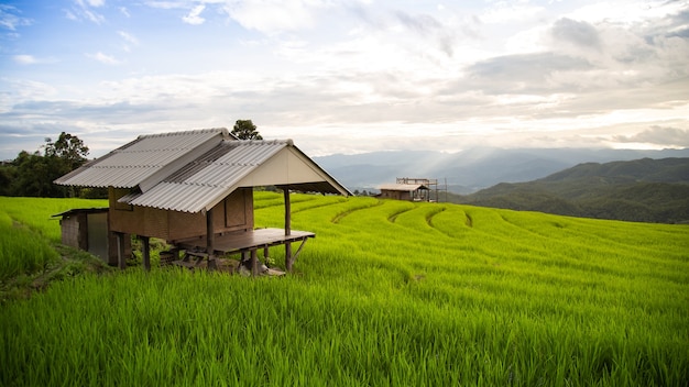 Wooden house in a terraced rice field filled with rice