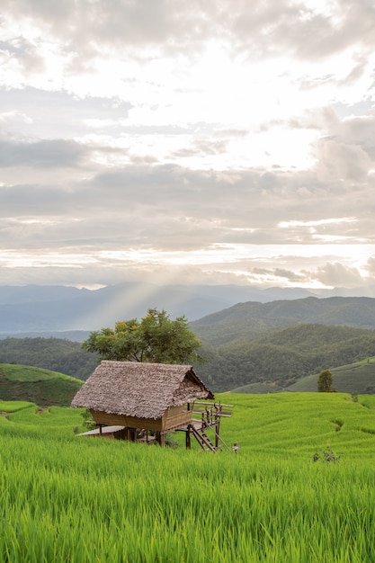 Wooden house in a terraced rice field filled with rice