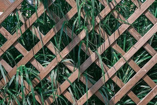 Wooden lattice overgrown with greenery Grass foliage with green and white leaves on garden trellis background or screensaver for nature banner