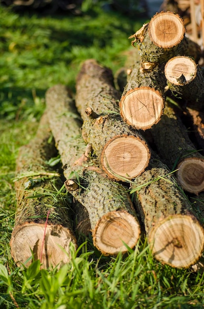 Wooden logs cut trees