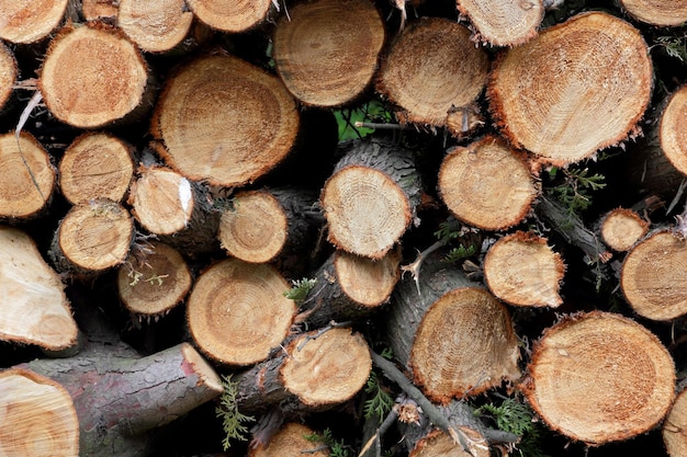 Wooden logs lying on the ground outdoors Logging industry Closeup of wood chunks chopped as firewood lying on the ground