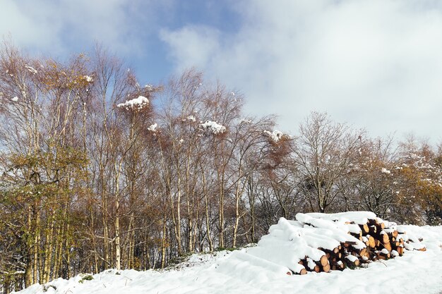 Wooden logs piled up covered with snow in the forest pine woodpile cut after a winter snowfall