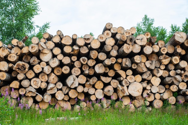 Wooden logs of pine woods in the forest Chopped tree logs stacked up on top of each other in a pile