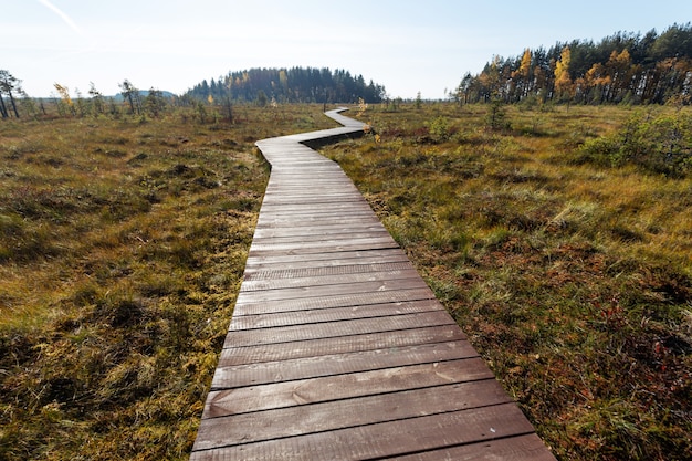 Wooden path going through the swampy wet lands in autumn. 