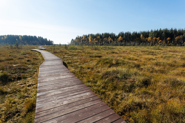 Wooden path going through the yellow bog in early autumn.