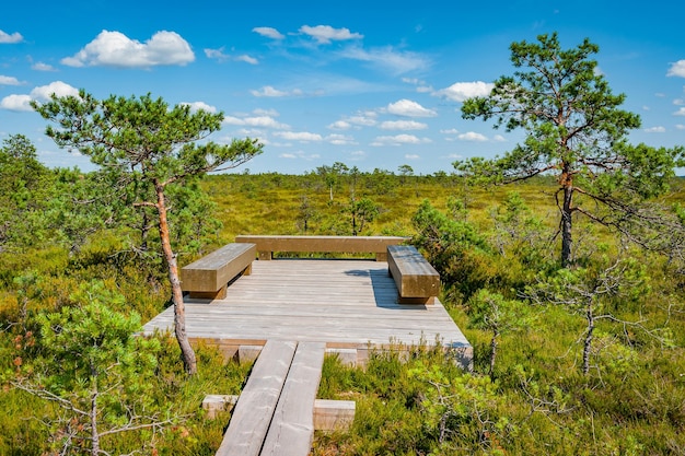 The wooden path leads to the site with benches among pines Observation facilities