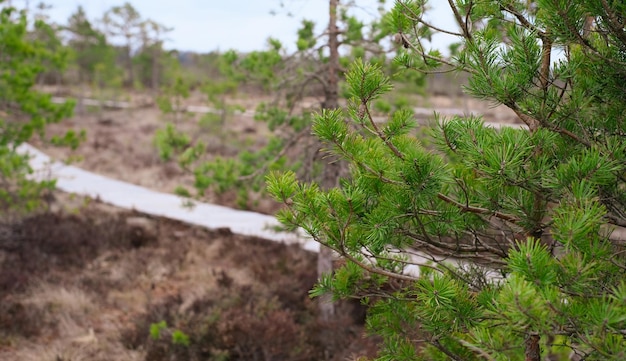 A wooden path in the soomaa national park in estonia among the forest and marshland on a clear day