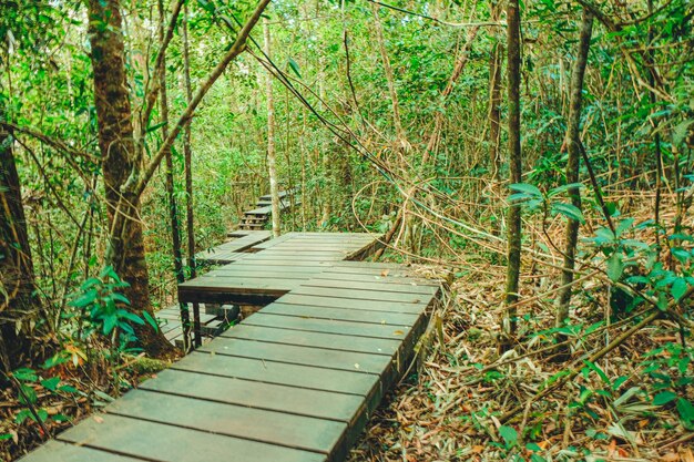 wooden path with agriculture farm landscape