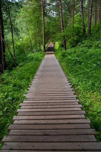 Wooden path with railings in a lush green forest Walk outdoors