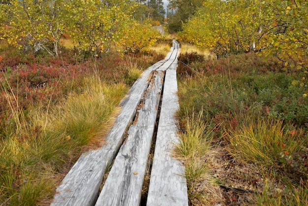 Wooden pathway on the soil covered with colorful plants crossing sweden national park