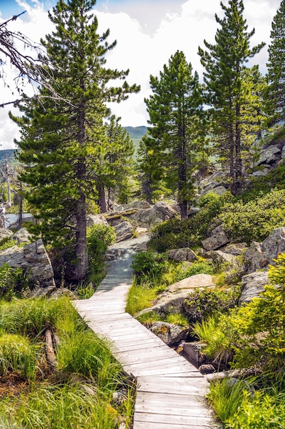 Wooden pathway