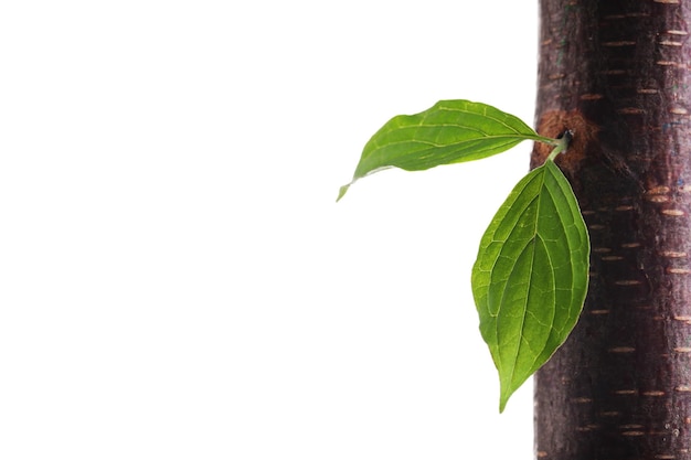 Wooden pencil with leaf isolated on white