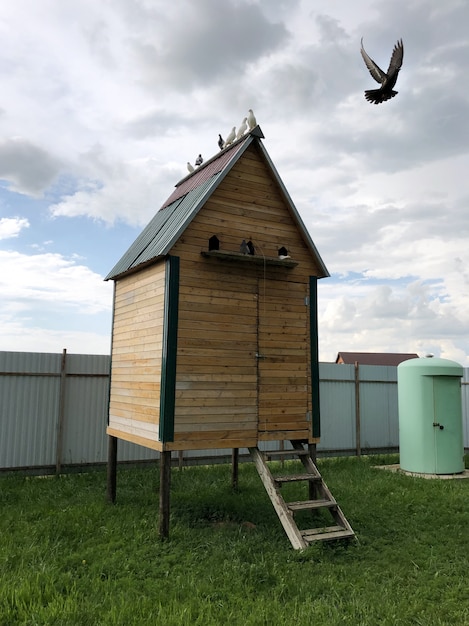 Wooden pigeon house with pigeons sitting on the roof. pigeon flies out of a dovecote. classic pigeon breeding in the countryside.