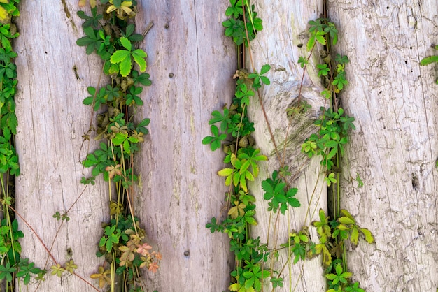 Wooden planks fence with branches of wild grapes