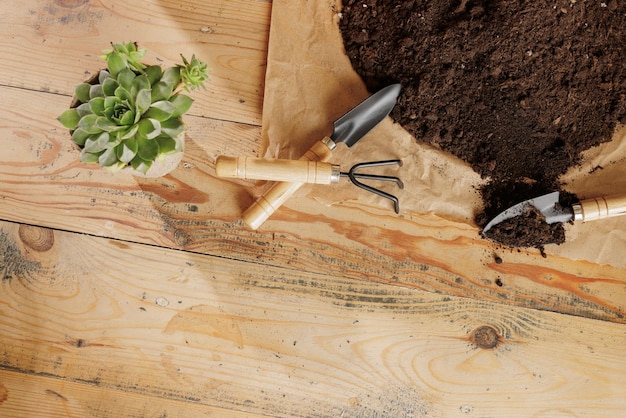 Wooden plant background with gardening tools plant care concept