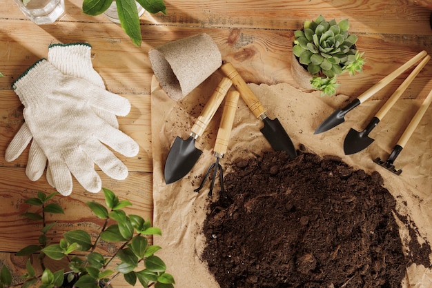 Wooden plant background with gardening tools plant care concept