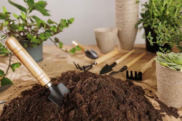 Wooden plant background with gardening tools plant care concept