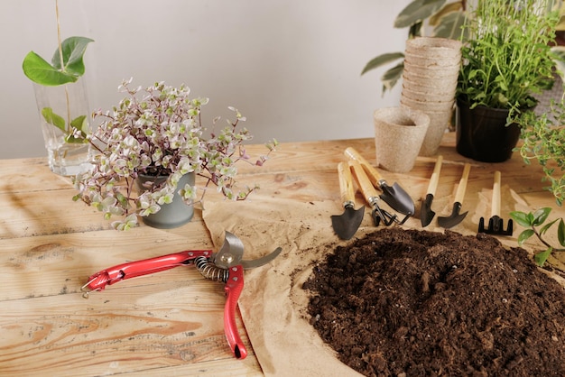 Wooden plant background with gardening tools plant care concept