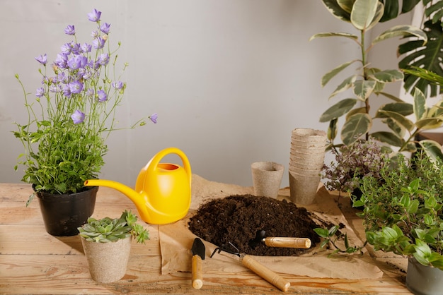 Wooden plant background with gardening tools plant care concept