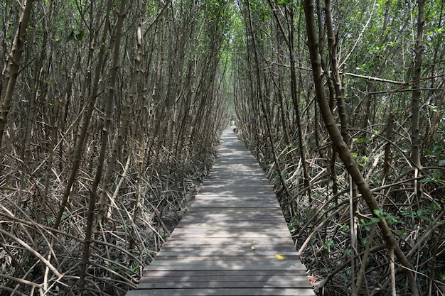 Wooden plate walk way in nature at Gulf in Thailand