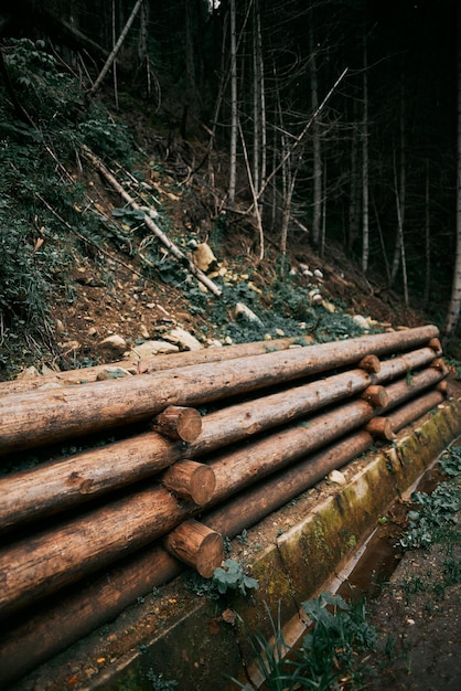 Wooden retaining wall to prevent soil from falling in the national park A natural retaining wall made of wood logs