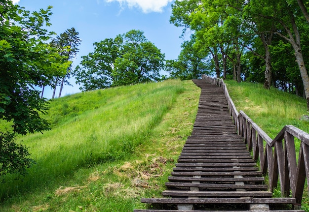 Photo wooden staircase in the forest leading to the hill.