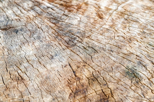 Wooden stump background The texture of the cut tree Top view selective focus