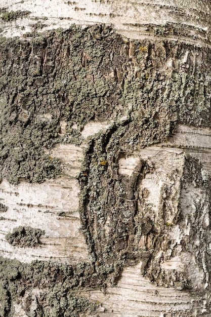 Wooden texture birch tree of dark rough tree bark brown color wirh copy space