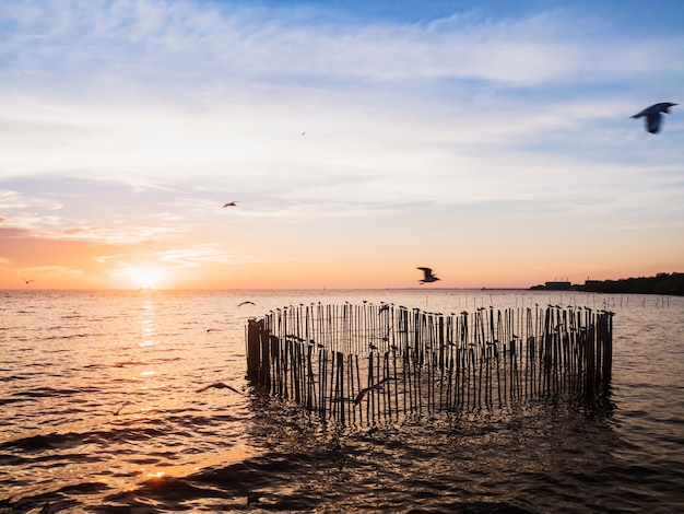 wooden timber set for seagull birds standing in heart shape on sea 