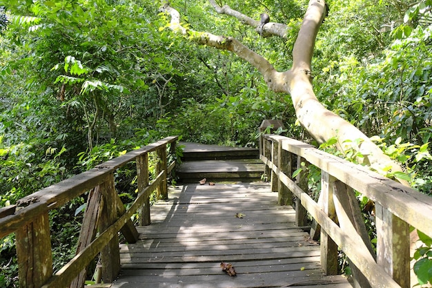 Wooden trail in monkey forest ubud