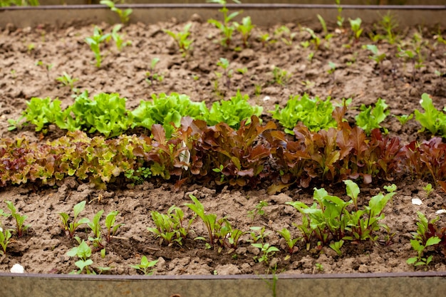 Wooden vegetable bed box with soil in the home garden Ecology and homegrowing concept