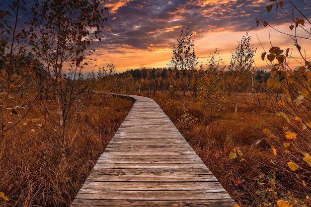 Wooden walkway in the forest with a beautiful sunset