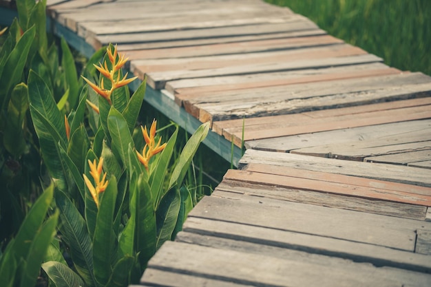 Wooden walkway and green leaves in garden park