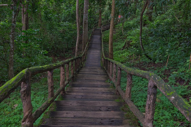 A wooden walkway that covered by  green fern in a forest park