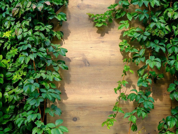 Wooden wall and green ivy leaves