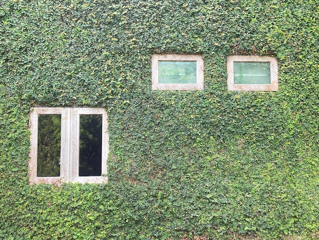 Photo wooden white old window on concrete wall coverd by creeper plant