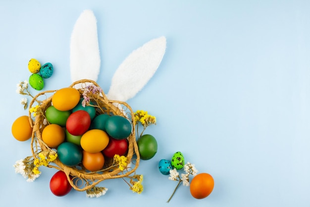 wooden wicker basket with painted colorful eggs  white Easter bunny ears on pastel blue background with sprigs spring flowers top view with space for text. Concept to religious Easter spring holiday.