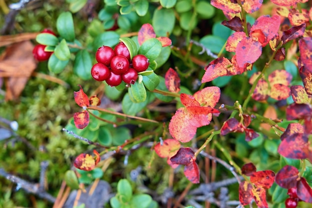 Woodland lingonberry with plants and grass close-up for abstract natural background