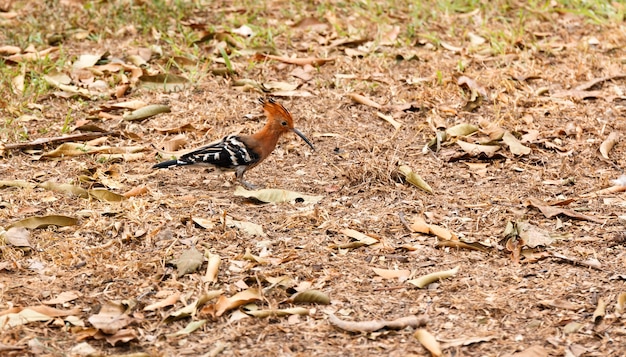 Woodpecker bird