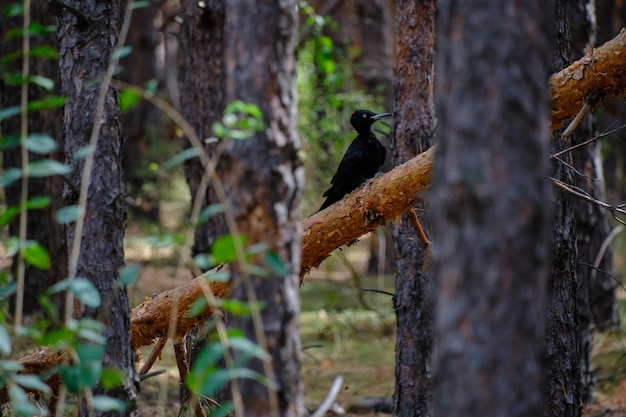 Woodpecker hammers fallen tree looking for food