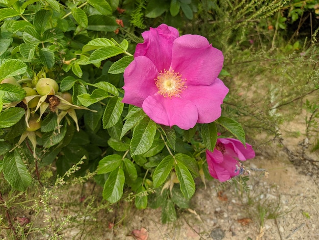 Woods rose, mountain rose, wild rose flower, rosa woodsii, mountain rose, prairie rose, pearhip rose