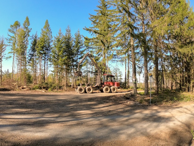 Woodworking in the forest. cleaning fallen trees after a strong wind. 