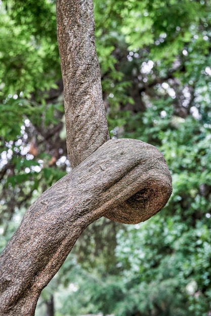 Woody liana of wisteria floribunda growing against trees of dense forest